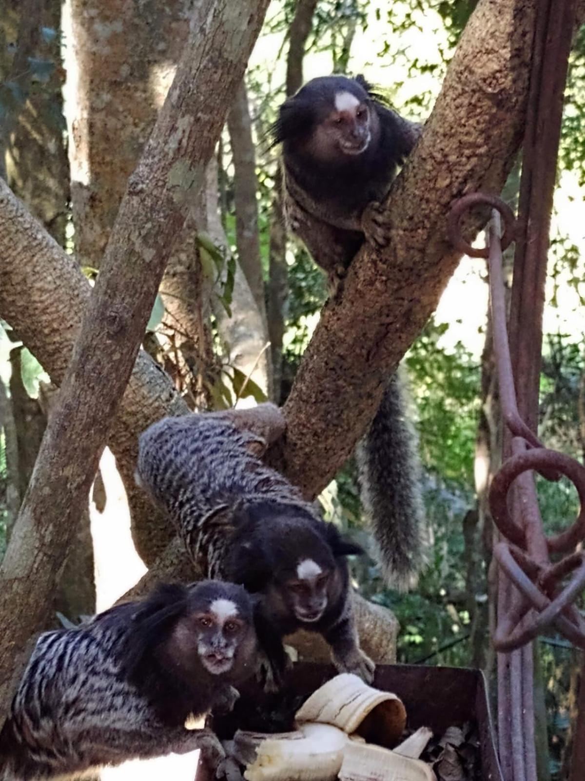 São Roque Chacara Chiafarelli旅馆 外观 照片